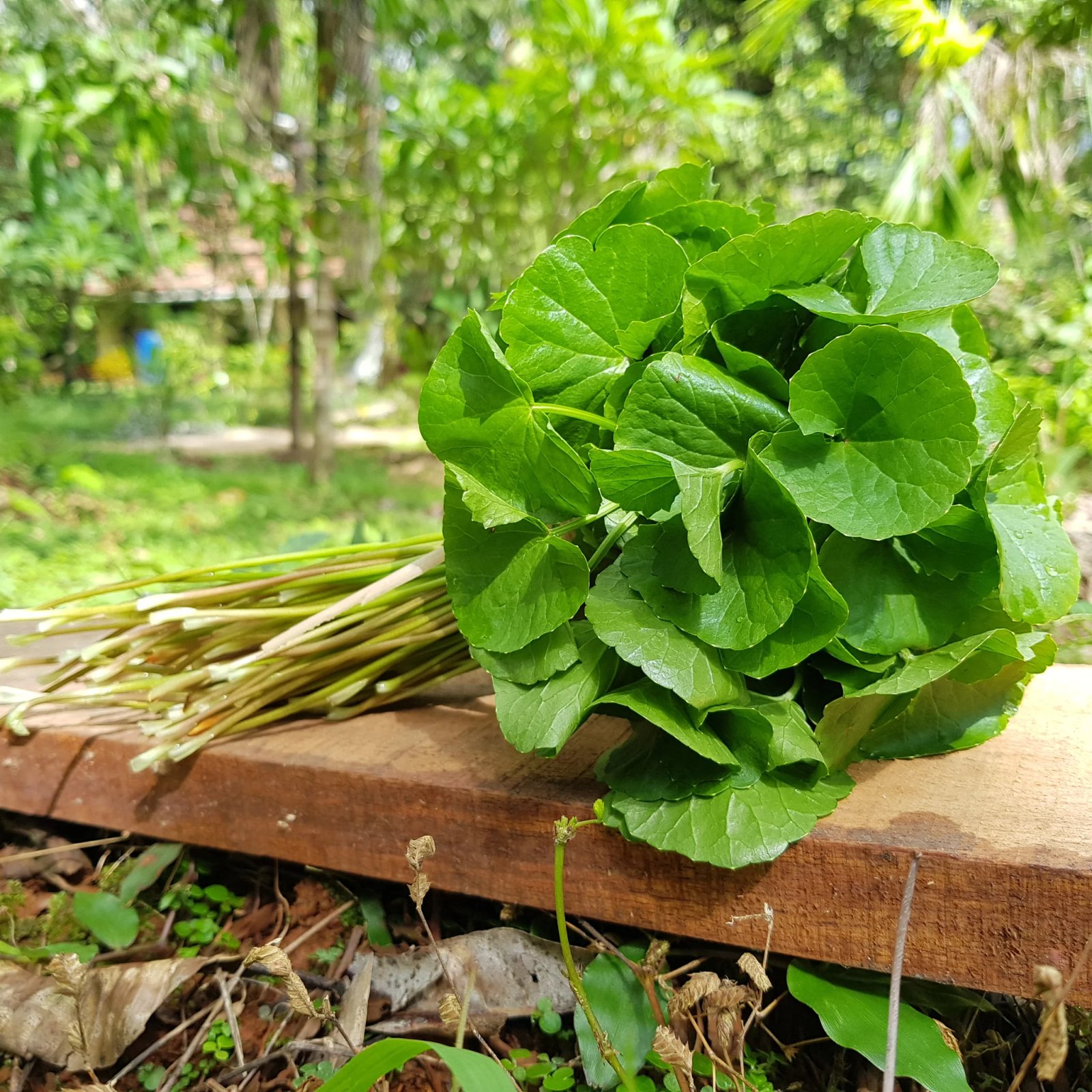 Brahmi leaves